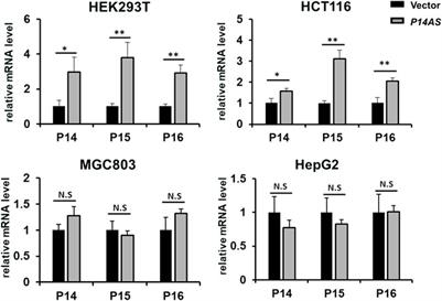 P14AS upregulates gene expression in the CDKN2A/2B locus through competitive binding to PcG protein CBX7